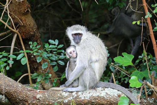 A tender moment between a mother vervet monkey and her baby as they sit closely together on a tree branch in the forest.