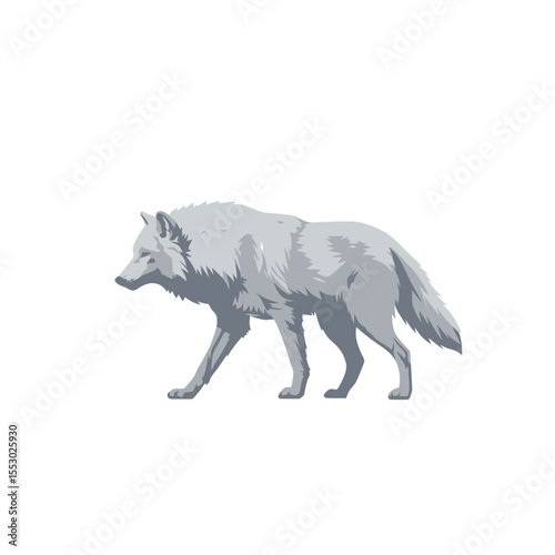 Arctic wolf walking on white background 