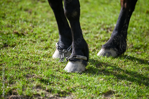 Hobbled horse. Shackles and chains on the legs of horses. A chained horse. Hopple or spancel.