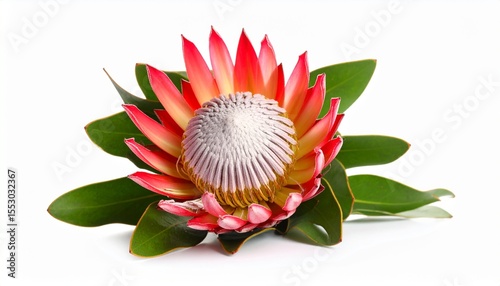 lotus flower isolated on white