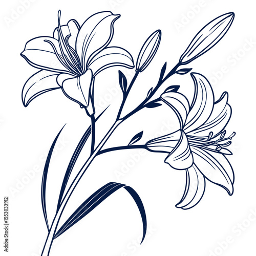 vector illustration of daylily