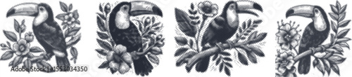 Halftone stipple vector set of toucan bird perched on floral branch, black engraving style wildlife illustration, tropical jungle exotic bird bundle for print and design use