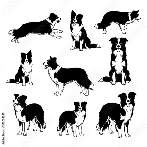 Collection of border collie dog poses and actions in a striking black and white silhouette style isolated on transparent background