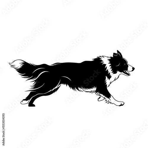 Energetic black silhouette of a border collie dog running with its fur flowing and tail wagging isolated on transparent background silhouette