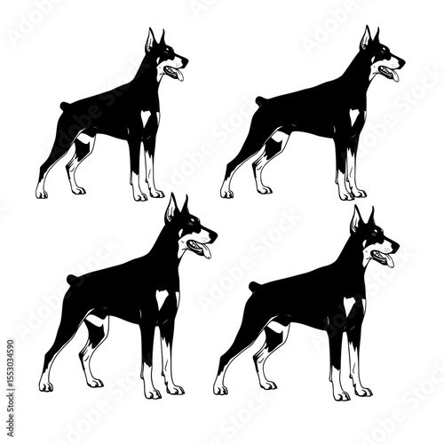 Four doberman pinscher dogs in black and tan silhouette standing alert with tongues out isolated on transparent background