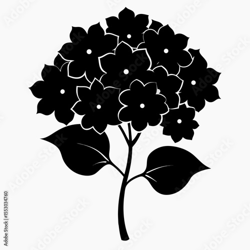 hydrangea-flowers-silhouette--on-white-background 