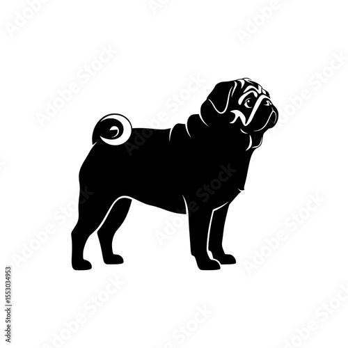 A striking black and white silhouette of a pug dog standing proudly with its characteristic curled tail and wrinkled face isolated on transparent background silhouette