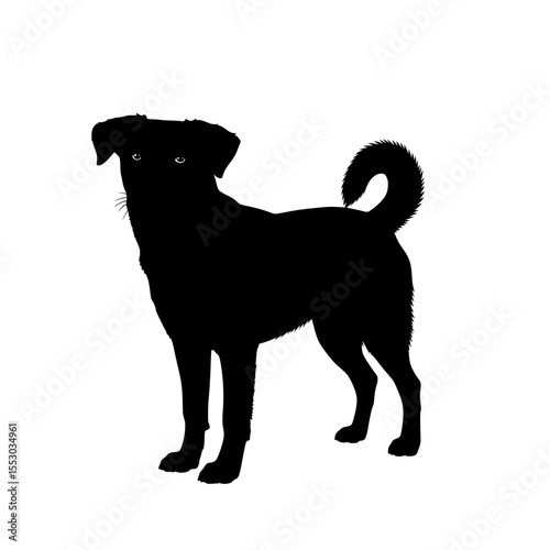 A black silhouette of a medium sized dog with floppy ears and a bushy tail standing alertly isolated on transparent background silhouette