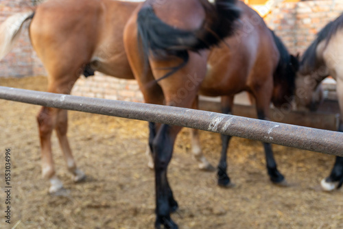Two horses behind wooden fence