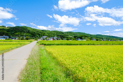 田園風景　夏