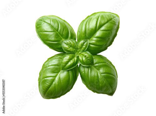 Fresh green basil leaves isolated on black background culinary herb, Isolated On Transparent Background