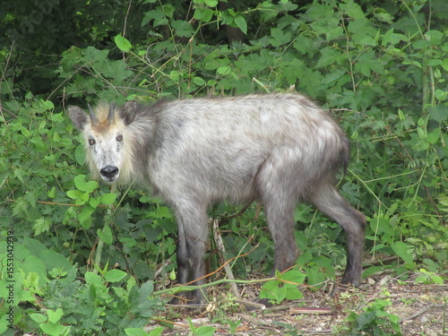 ニホンカモシカ
