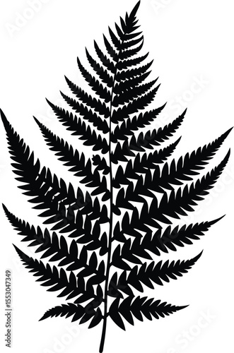 Silhouette of a Fern Leaf