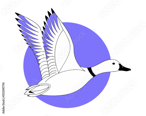 Graceful Flying Mallard: An Elegant Wild Duck Vector Illustration in Flight, Soaring Across a Pure White Background for Wildlife, Outdoor, and Nature-themed Graphics