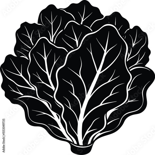 Silhouette of a Lettuce