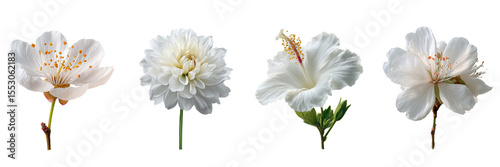 Set of White flower blooming isolated on a transparent background