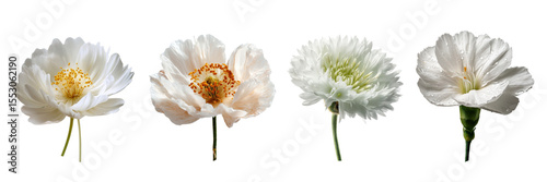 Set of White flower blooming isolated on a transparent background