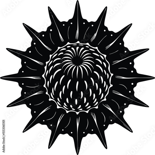 Silhouette of a Barnacle