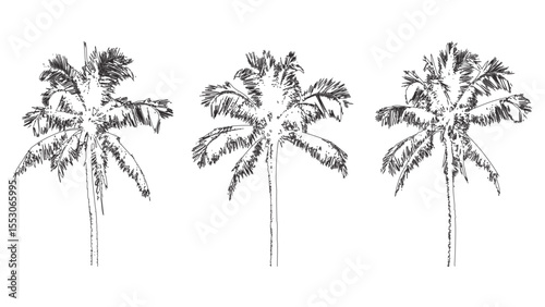 Hand-Drawn Palm Trees Silhouette Tropical Design