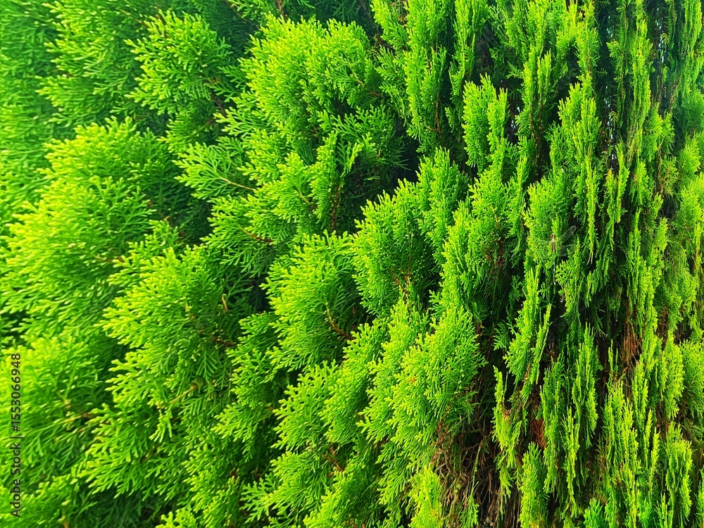 Fototapeta premium Vibrant Green Thuja Hedge Lush Texture and Foliage Detail
