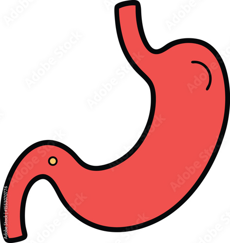 Human Stomach Anatomy A Detailed Illustration of Digestive System