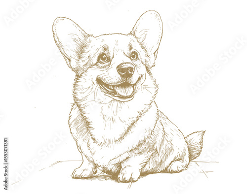 Black and white vector drawing of an adult corgi, smiling, full body, on white background,