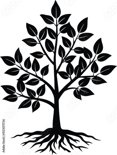 Silhouette of a Small Sapling