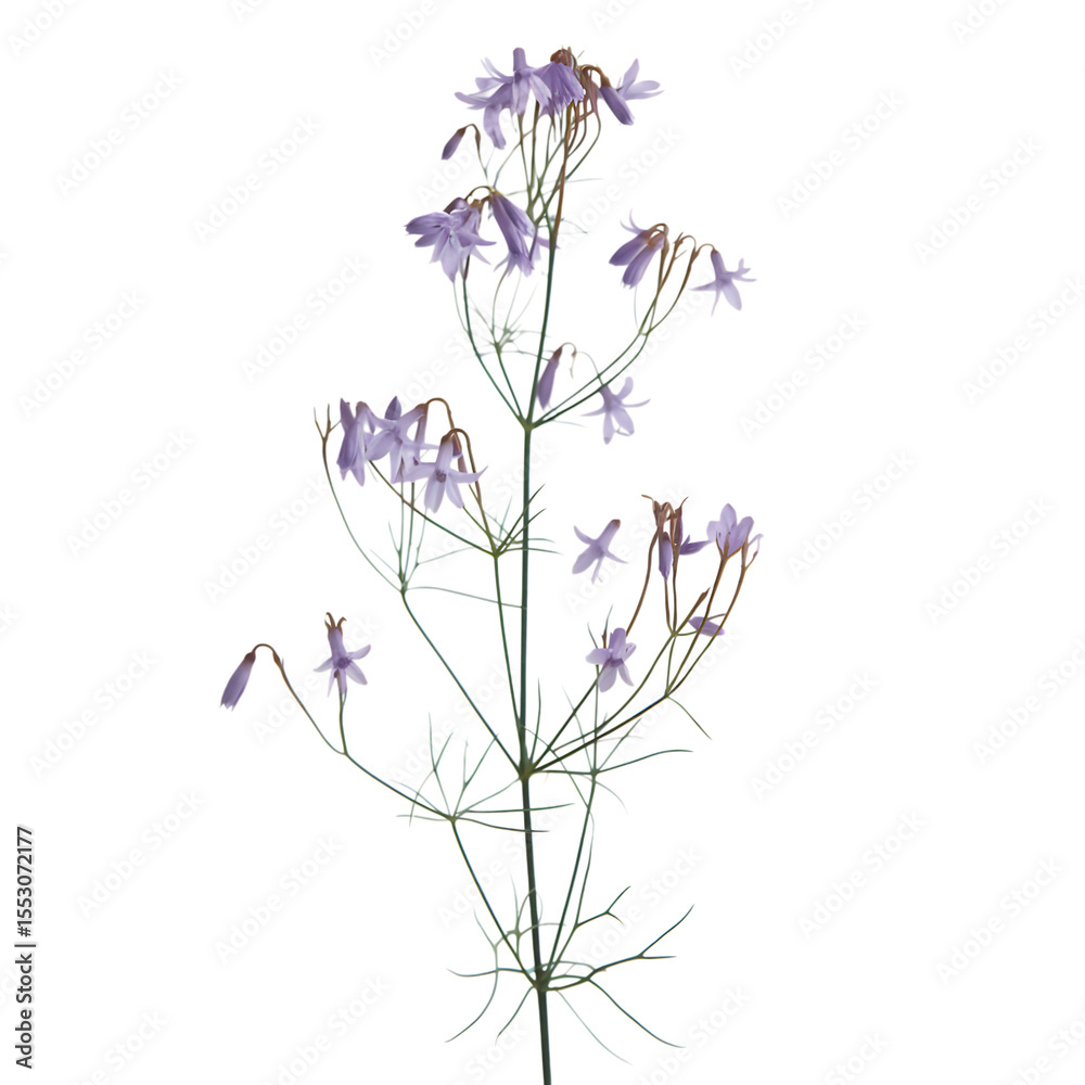 Naklejka premium Delicate Purple Flower