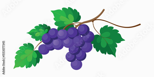 Color Grapevine with Hanging Two Grapes Bunch Vector Illustration on White Background
