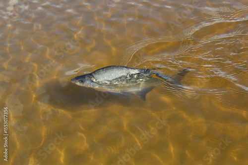 Carp fish swims in the clear water of the lake 