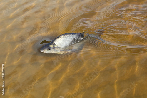 Carp fish swims in the clear water of the lake 