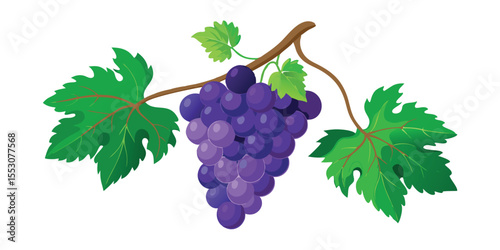 Color Grapevine with Hanging Grapes Bunch Vector Illustration on White Background