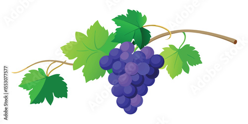 Color Grapevine with Hanging Grapes Bunch Vector Illustration on White Background