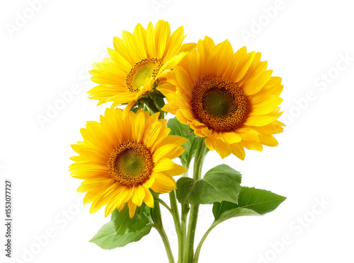Three vibrant sunflowers blooming together on black background, Isolated On Transparent Background