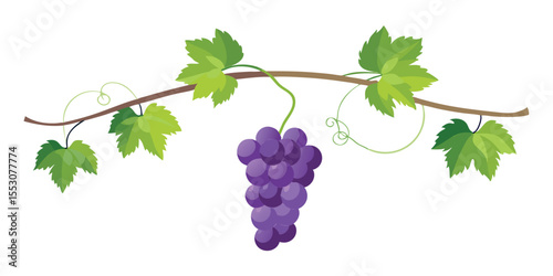 Color Grapevine with Hanging Grapes Bunch Vector Illustration on White Background