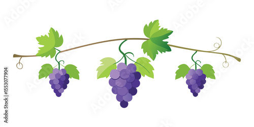 Color Grapevine with Hanging Three Grapes Bunch Vector Illustration on White Background