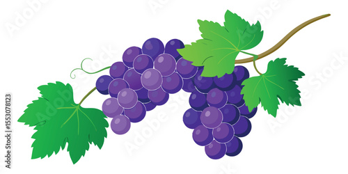 Color Grapevine with Hanging Two Grapes Bunch Vector Illustration on White Background