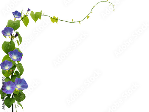 Close-up of purple morning glory flowers growing and blooming on a vine isolated on a transparent background png file.
