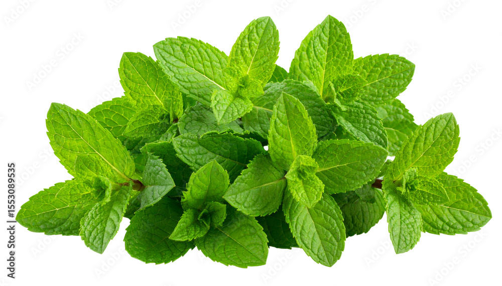 Mint leaf isolated on white background. Mint leaf isolated on white background.