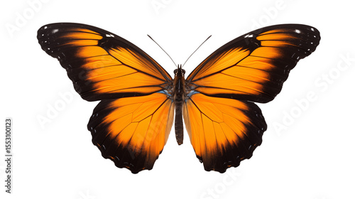 Vibrant Orange Butterfly Wings Isolated on transparent Background