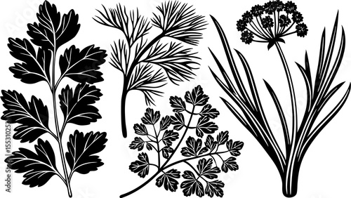 Illustration of various herbs including parsley dill and flowering plants in black and white style