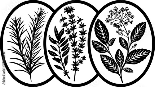 Botanical illustration of three oval frames each containing a different plant species in black and white