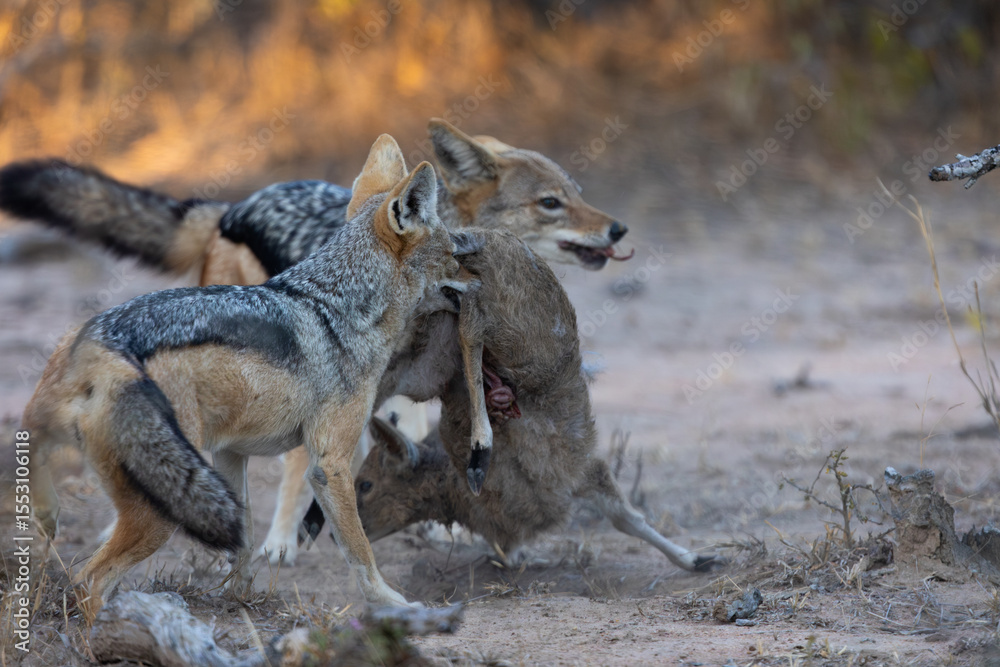 Fototapeta premium A pair of black backed jackals hunting and killing a duiker lamb