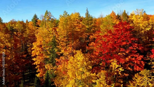 Vibrant Autumn Foliage with a Palette of Red, Orange, and Yellow Leaves in a Serene Forest Landscape