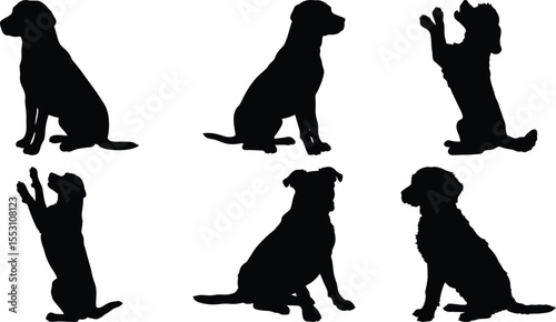 Dog Playful Poses