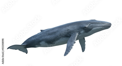 Detailed image of a magnificent whale. transparent, png, 