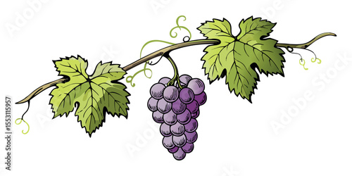Grunge Grapevine with Hanging Grapes Bunch Vector Illustration on White Background
