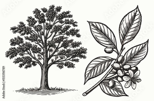 Vintage Botanical Illustration of Tree and Flowering Plant