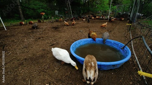 Super time lapse as variety of hens and ducks drink water from round blue container while animals freely roaming inside outdoor enclosure as animals being cage free organically raised in back yard far