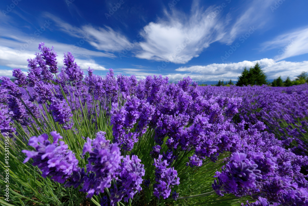 Obraz premium Beautiful lavender field in full bloom against a bright blue sky